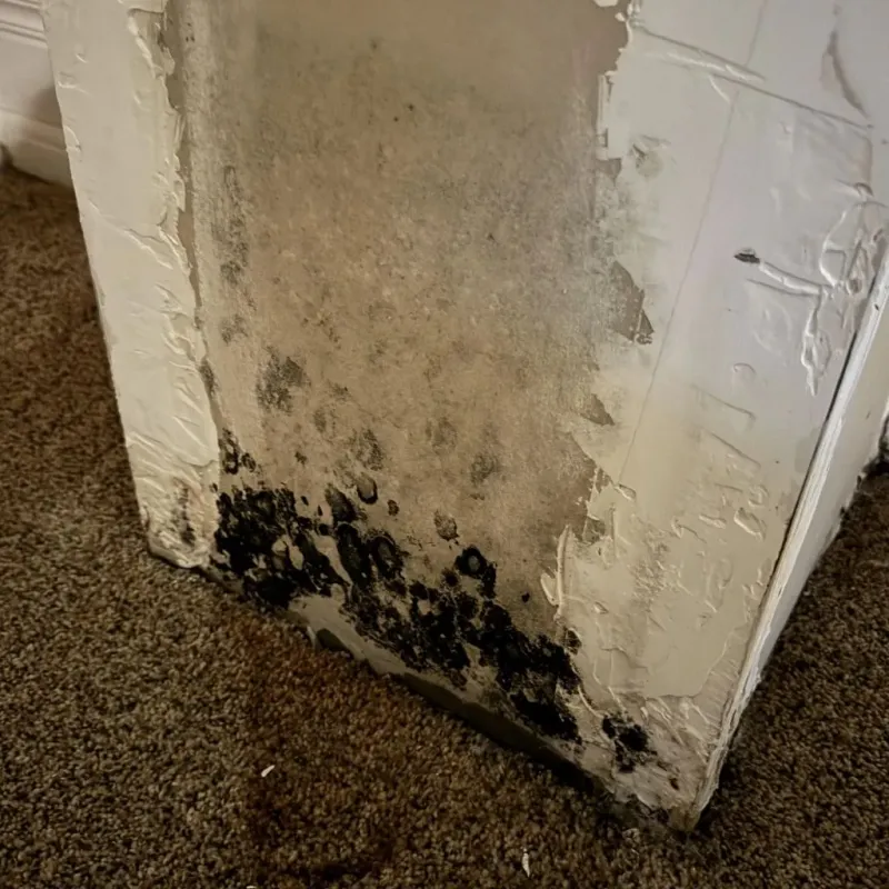Professional Mold Removal in Saline County, KS